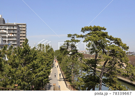 埼玉県草加の草加松並木の風景 埼玉県草加の草加松並木の風景 78339667