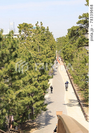 埼玉県草加の草加松並木の風景 78339668