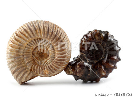 Ammonites isolated on white. Different ammonite varieties Ammonites isolated on white. Different ammonite varieties 78339752