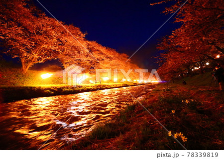あさひ船川四重奏 かがり火の夜桜 あさひ船川四重奏 かがり火の夜桜 78339819