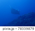 石垣島の海で雄大に泳ぐマンタ 78339879
