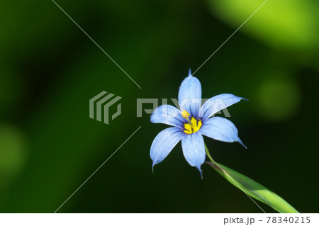 アイイロニワゼキショウ 藍色庭石菖 の花の写真素材
