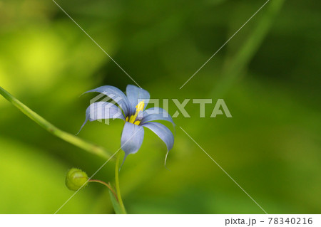アイイロニワゼキショウ（藍色庭石菖）の花 78340216