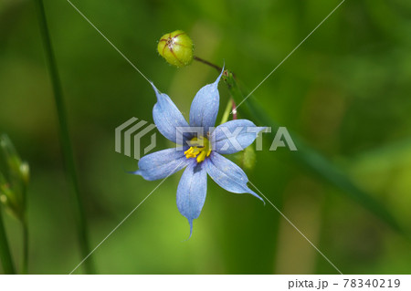 アイイロニワゼキショウ 藍色庭石菖 の花と実の写真素材