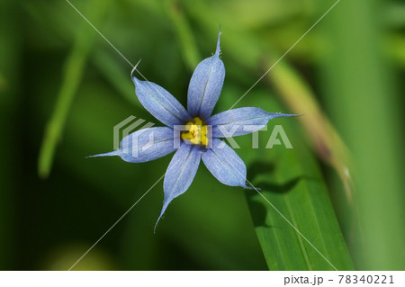 アイイロニワゼキショウ 藍色庭石菖 の花の写真素材