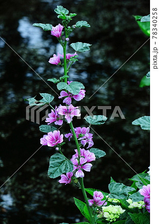 気高く威厳に満ちた花 78340258