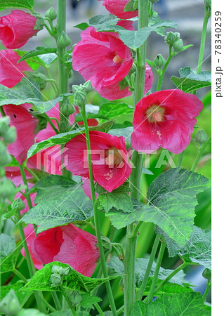 気高く威厳に満ちた花 気高く威厳に満ちた花 78340259