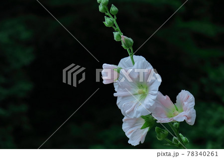 気高く威厳に満ちた花 気高く威厳に満ちた花 78340261