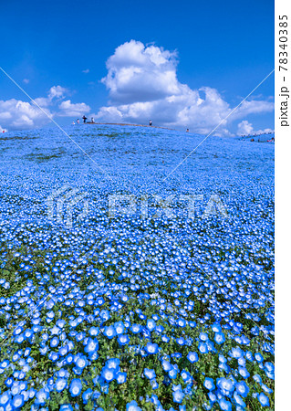 《茨城県》ネモフィラの丘・ひたち海浜公園 《茨城県》ネモフィラの丘・ひたち海浜公園 78340385