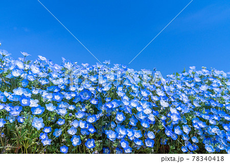 《茨城県》ネモフィラの丘・ひたち海浜公園 78340418