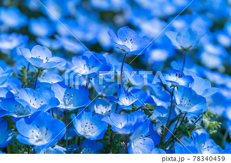《茨城県》ネモフィラの丘・ひたち海浜公園 78340459