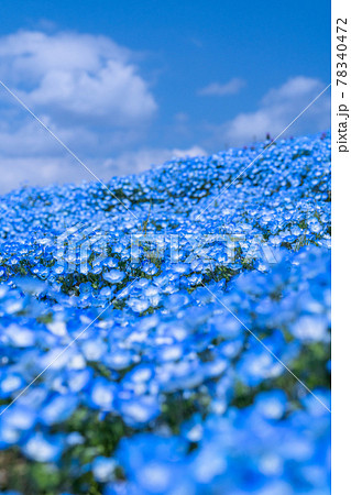 《茨城県》ネモフィラの丘・ひたち海浜公園 78340472