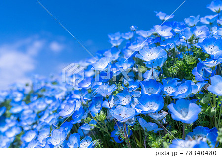 《茨城県》ネモフィラの丘・ひたち海浜公園 《茨城県》ネモフィラの丘・ひたち海浜公園 78340480