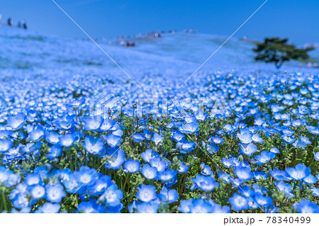 《茨城県》ネモフィラの丘・ひたち海浜公園 78340499