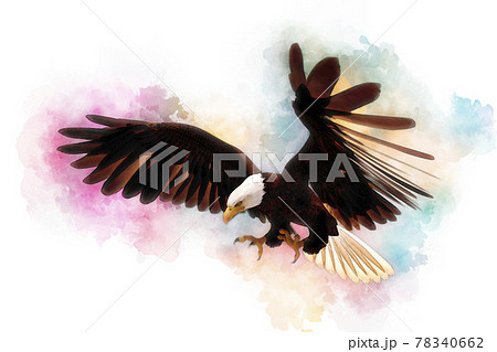 Bald eagle 3d illustration in the style of watercolor painting isolated on white background 78340662