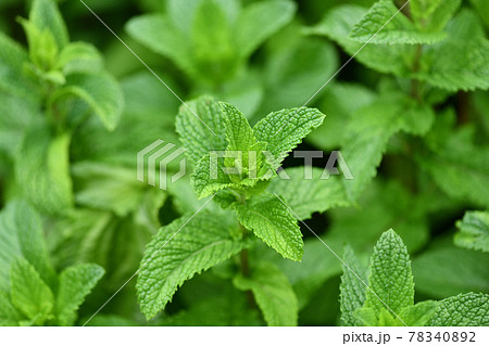 初夏のアップルミント 78340892
