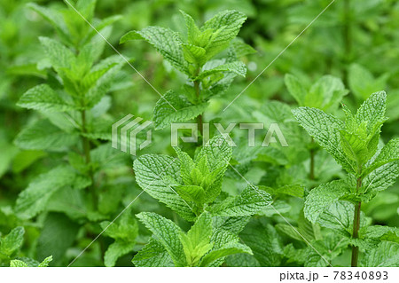 初夏のアップルミント 78340893