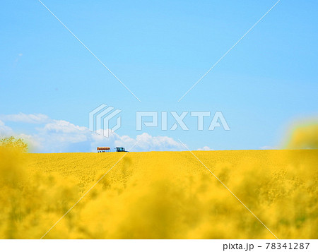 北海道の絶景 安平町の美しい 菜の花畑とトラクター遊覧車 78341287
