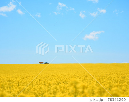 北海道の絶景 安平町の美しい 菜の花畑とトラクター遊覧車の写真素材