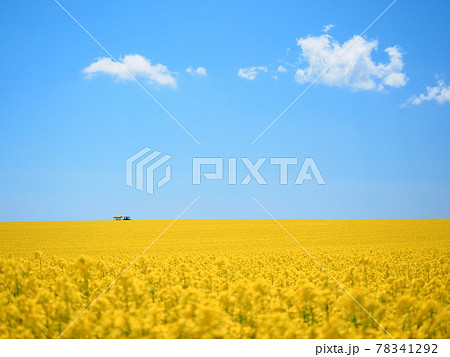 北海道の絶景 安平町の美しい 菜の花畑とトラクター遊覧車の写真素材