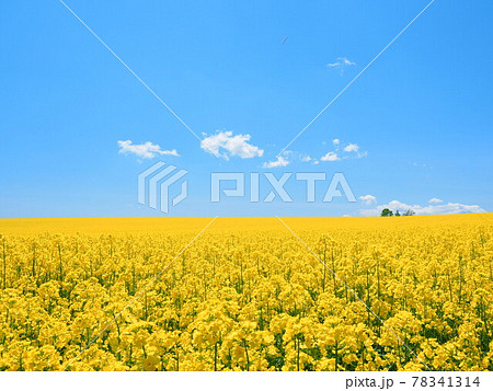 北海道の絶景 安平町の美しい 菜の花畑とトラクター遊覧車 78341314