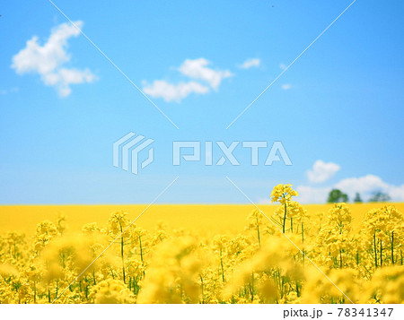 北海道の絶景 安平町の美しい 菜の花畑の写真素材