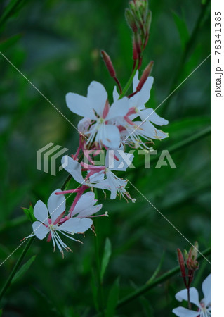 ヒラヒラ舞う蝶々に似た花 ヒラヒラ舞う蝶々に似た花 78341385