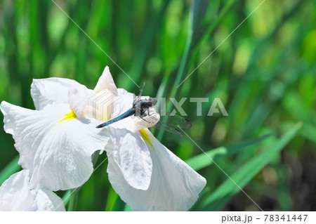 花菖蒲にとまるトンボ 花菖蒲にとまるトンボ 78341447