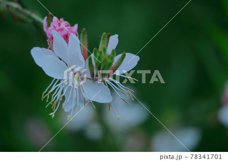 ヒラヒラ舞う蝶々に似た花 78341701