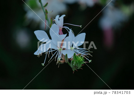 ヒラヒラ舞う蝶々に似た花 78341703