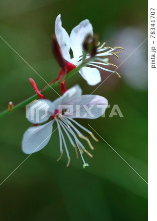 ヒラヒラ舞う蝶々に似た花 78341707