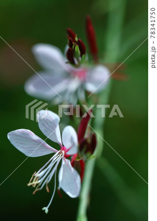 ヒラヒラ舞う蝶々に似た花 78341750