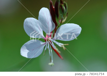 ヒラヒラ舞う蝶々に似た花 ヒラヒラ舞う蝶々に似た花 78341754