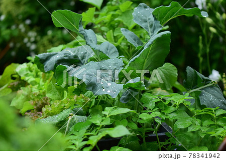 Mixed green growing vegetables in the rain 78341942