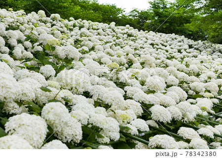 埼玉県幸手市　権現堂公園アジサイまつり アナベル 78342380
