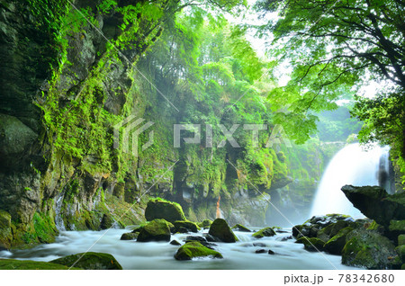梅雨の雨を弾き飛ばす黄牛の滝 78342680