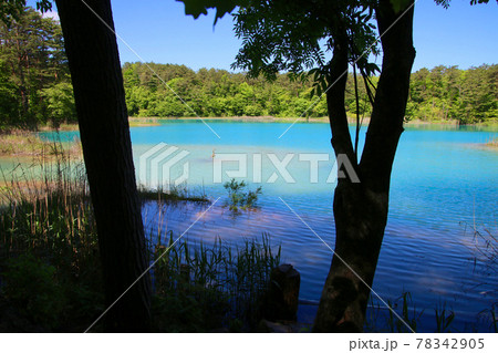 初夏の五色沼・弁天沼（福島県・北塩原村） 78342905