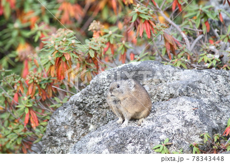 岩の上のナキウサギ 岩の上のナキウサギ 78343448