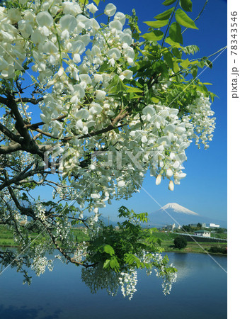 富士山と水田沿いの藤の花冠姿 78343546