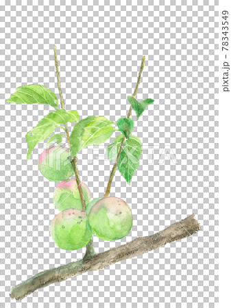 水彩 実った梅の実 葉と枝付き 南高梅 素材 白バック Pngのイラスト素材 水彩 実った梅の実 葉と枝付き 南高梅 素材 白バック Pngのイラスト素材