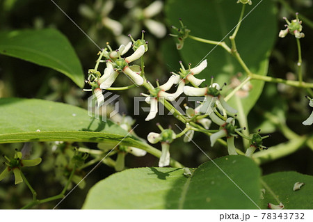 Mayumi, a small white flower that blooms in - Stock Photo