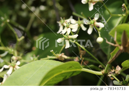 初夏に咲く 小さな白い花 マユミの写真素材