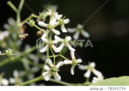 初夏に咲く 小さな白い花 マユミの写真素材