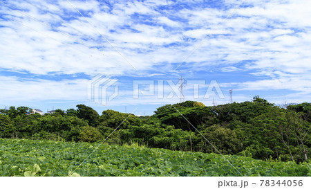 湘南三浦半島の神奈川県三浦市のかぼちゃ畑 湘南三浦半島の神奈川県三浦市のかぼちゃ畑 78344056