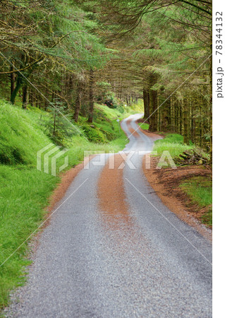 Scenic winding road through conifer forest in Scotland Scenic winding road through conifer forest in Scotland 78344132