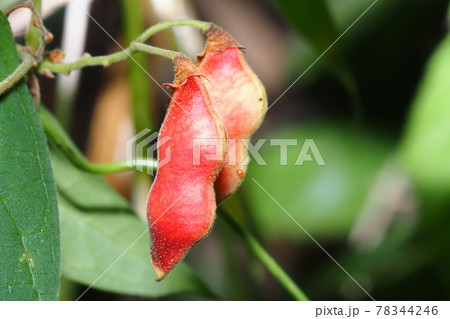 トキリマメの実 トキリマメの実 78344246