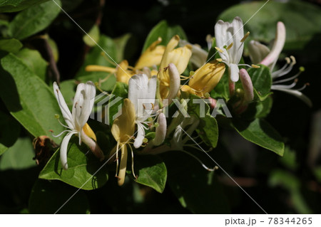 甘い香りのスイカズラの花 甘い香りのスイカズラの花 78344265