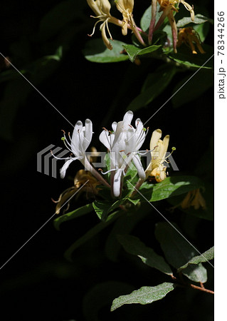 甘い香りのスイカズラの花 78344266