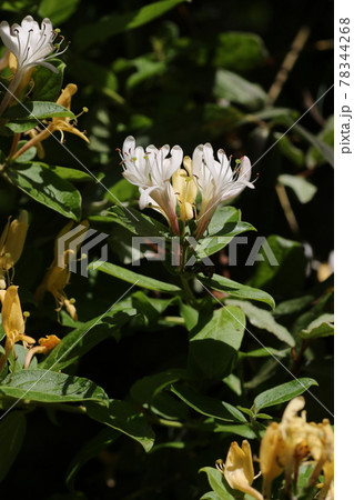 甘い香りのスイカズラの花 甘い香りのスイカズラの花 78344268