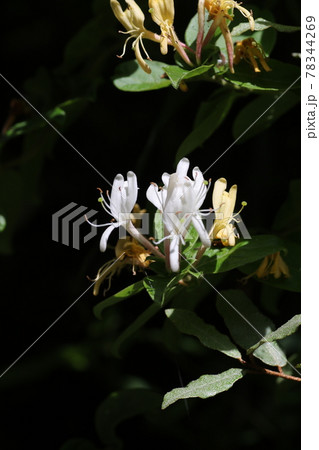 甘い香りのスイカズラの花 甘い香りのスイカズラの花 78344269